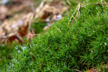 Mossy patch. Miniature landscape. Drone view imitation