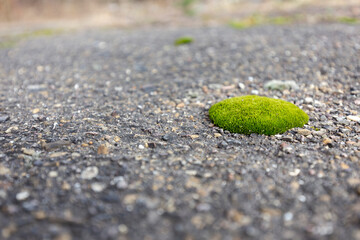 Green moss on the asphalt. green moss sprouted in a crack in old asphalt. Overgrowing of old asphalt with green moss. Close up texture of asphalt covered with green moss. 