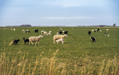 Suckling lamb on a meadow with herd of white and black sheeps