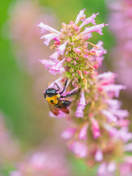bee pollinating flower