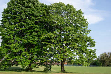 Fototapeta na wymiar A large tree in the schoolyard with fresh greenery