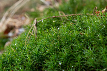 Mossy patch. Miniature landscape. Drone view imitation