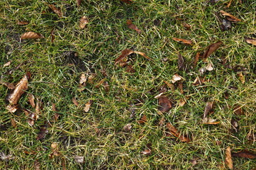Grass with dry leaves