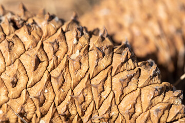 close up of pine cone
