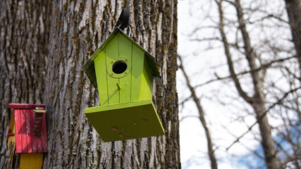 A lime green wooden bird house hanging from an iron frame on a deciduous tree in London, Ontario, Canada during the spring time. 