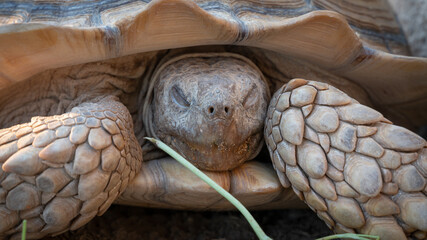 Close up shot of desert tortoise (Gopherus agassizii and Gopherus morafkai), also known as desert turtles.