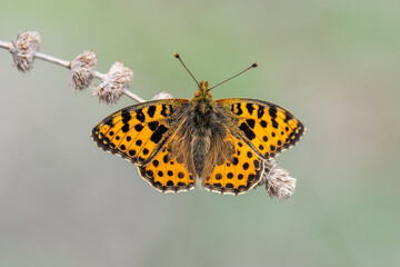 Nymphalidae / İspanyol Kraliçesi / / Issoria lathonia