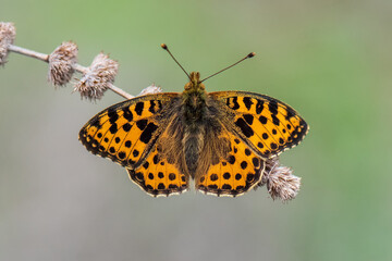 Nymphalidae / İspanyol Kraliçesi / / Issoria lathonia