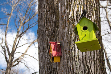 A lime green wooden bird house hanging from an iron frame on a deciduous tree in London, Ontario, Canada during the spring time. 