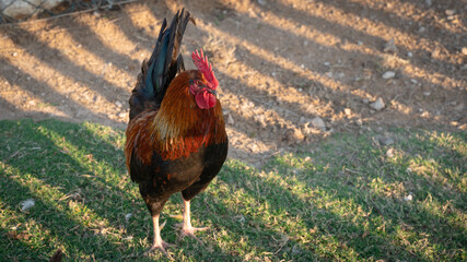 A rooster (also known as a cockerel or cock) Beautiful male Thai native chicken walking in the farm.