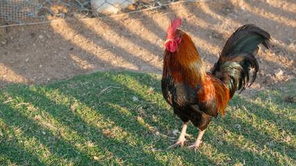 A rooster (also known as a cockerel or cock) Beautiful male Thai native chicken walking in the farm.