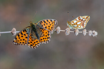 Nymphalidae / İspanyol Kraliçesi / / Issoria lathonia
