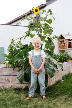 little toddler boy in front of sunflowers