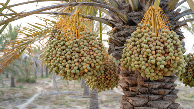 Background image of date plantation in the middle east.
