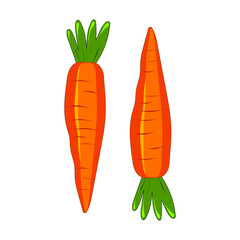 Cute carrot isolated on white background. Vegetables with carotene. Illustration for printing in grocery online stores, children's decor. Vector graphics.