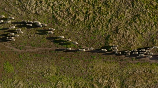 Sheep walking in a paddock aerial above