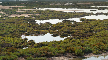 Purple Island full of Mangrove in Alkhor, Qatar. Thakira