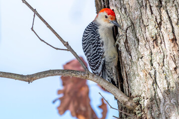 A male Red-bellied Woodpecker (Melanerpes carolinus) perched on a tree in the winter.