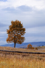 Autumn landscape. Autumn tree on a background of mountains and valleys. Majestic tree with sunny beams at autumn mountain valley. Dramatic colorful evening scene. Carpathian mountains, Ukraine. 