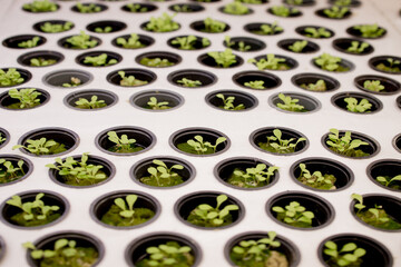 Germination on rockwool for hydroponic. Preparing for the cultivation of plants in the garden....