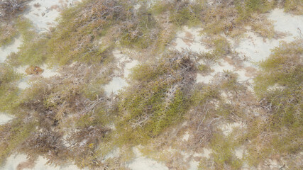 Background of seaweed floating in the water during low tide in arabian ocean