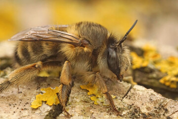 Closeup of a large female French digger bee, Anthophora biciliata in Gard, France