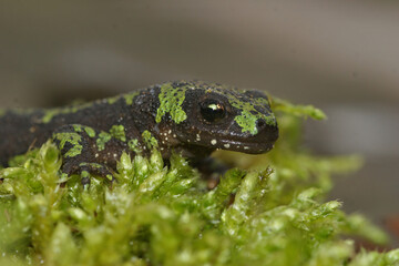 Facial closeup of a terrestrial juvenile marbled newt, Triturus marmoratus on green moss