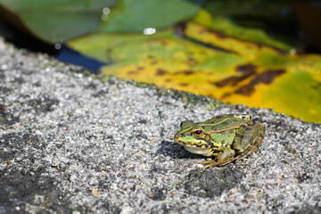 Frog in the pond, Porto Botanical Garden, Portugal