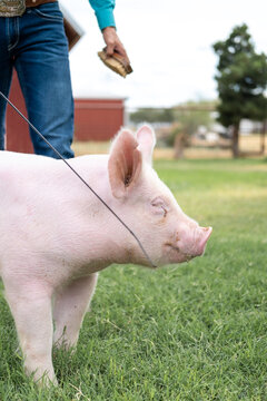 Livestock Show Pig