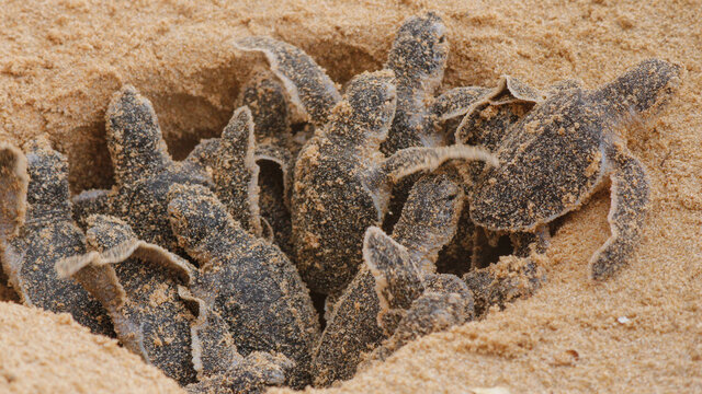 Loggerhead baby sea turtles hatching in a turtle farm in Hikkaduwa. Sri Lanka. Selective Foucs