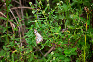 A white, brown, yellow, black butterfly drinking nectar from a little white flower.