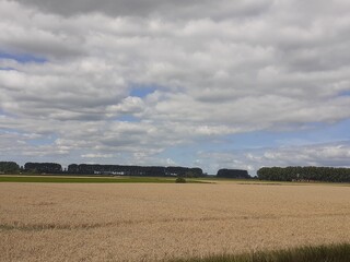 Fototapeta premium a big wheat field with a row of trees and blue sky with clouds in the dutch countryside in summer