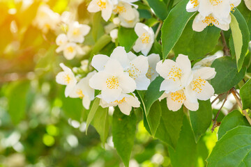 Beautiful white jasmine flowers. Beautiful blooming jasmine branch with white flowers. Natural background with jasmine flowers on a bush. Selective focus