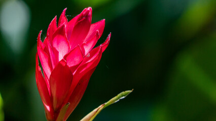 Close-up of a beautiful red flower with blurry green background