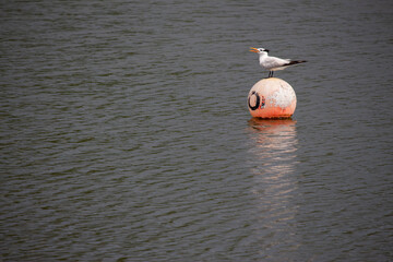 A royal tern coastal bird standing on a floating faded orange marker buoy in the middle of a pond near a swamp.