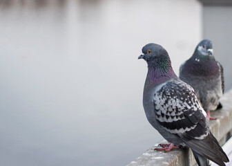 pigeons on the embankment. the pigeons pounced on the food