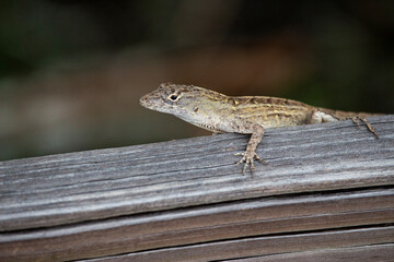A close look at an brown anole and its chest and arm scales.