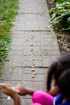 A young child sitting in front of a trail of peanuts set out to attract a chipmunk