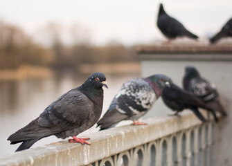 pigeons on the embankment. the pigeons pounced on the food