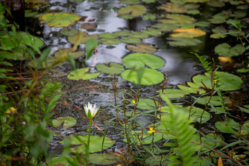 A white lily flower among swamp vegetation.