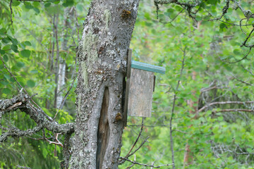 Homemade wooden nesting box on rowan tree