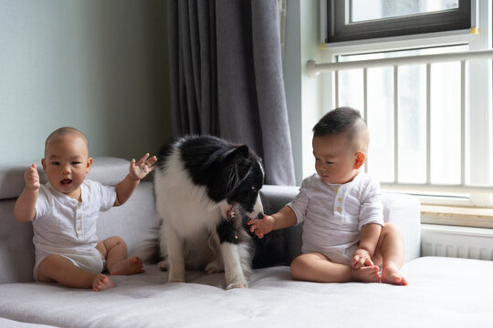 asian baby with pet dog at home