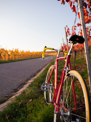 Naklejka premium Altes Rennrad zur Herbstzeit an Weinreben gelehnt, Ansicht von hinterem Rad nach vorne 