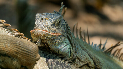 Close-up of beautiful green iguanas with blurry background