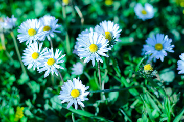White daisies on a green background
