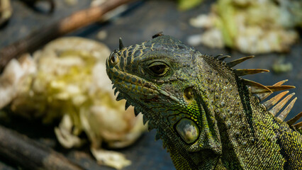 Close-up of beautiful green iguana with blurry background