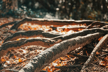 Beautiful roots stand high above the ground in the forest and create obstacles for people. A close-up of the long, thick, gray roots above the drooping orange leaves.