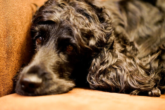 Black English cocker spaniel