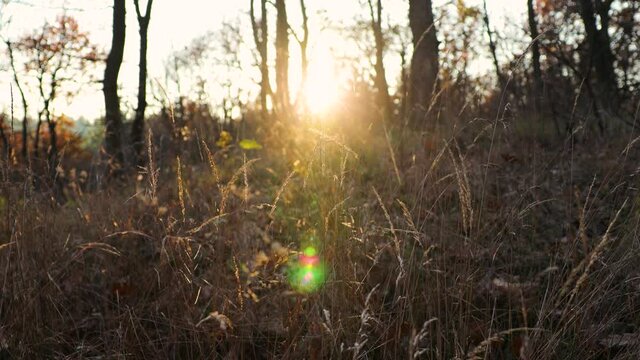 bautiful sunset in forest grass