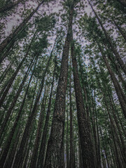 forest in the morning © dimuthu